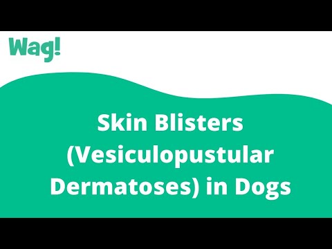 تصویری: تاول های پوستی (درماتوز Vesiculopustular) در سگ ها