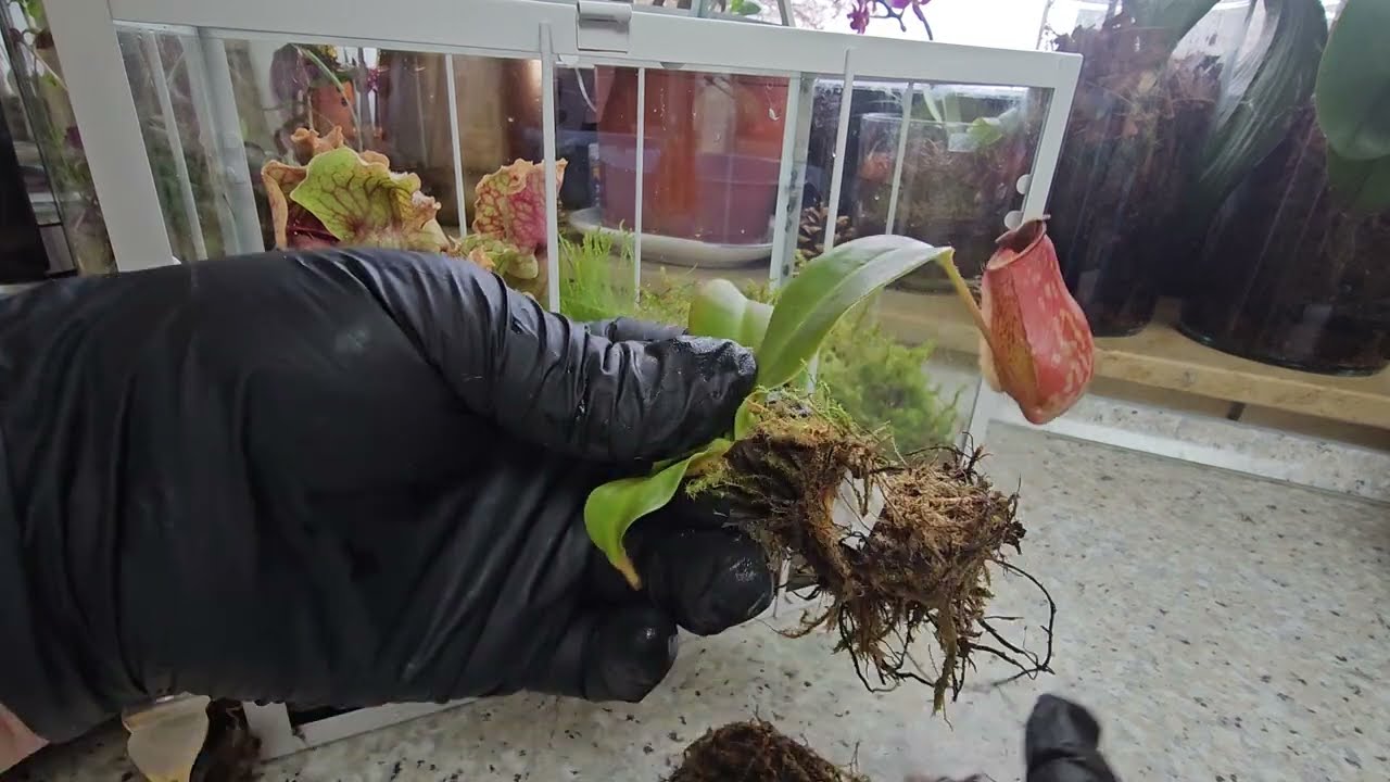 Флорариум ПЕРЕСАДКА #plants #top #топ #garden #nature #