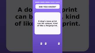 Dog Trivia Time