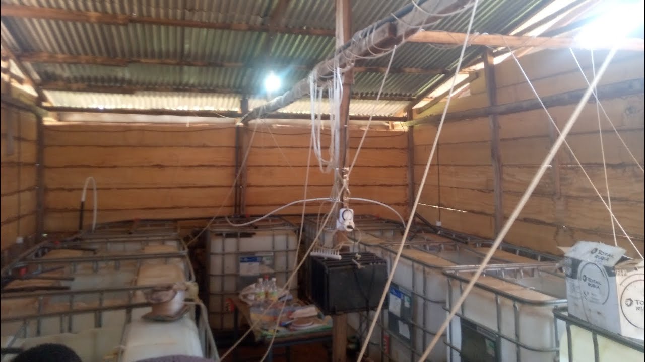 Elevage de la Carpe commune dans un cubitainer. Aération, Densité & Type d'aliment. En savoir+++BO10