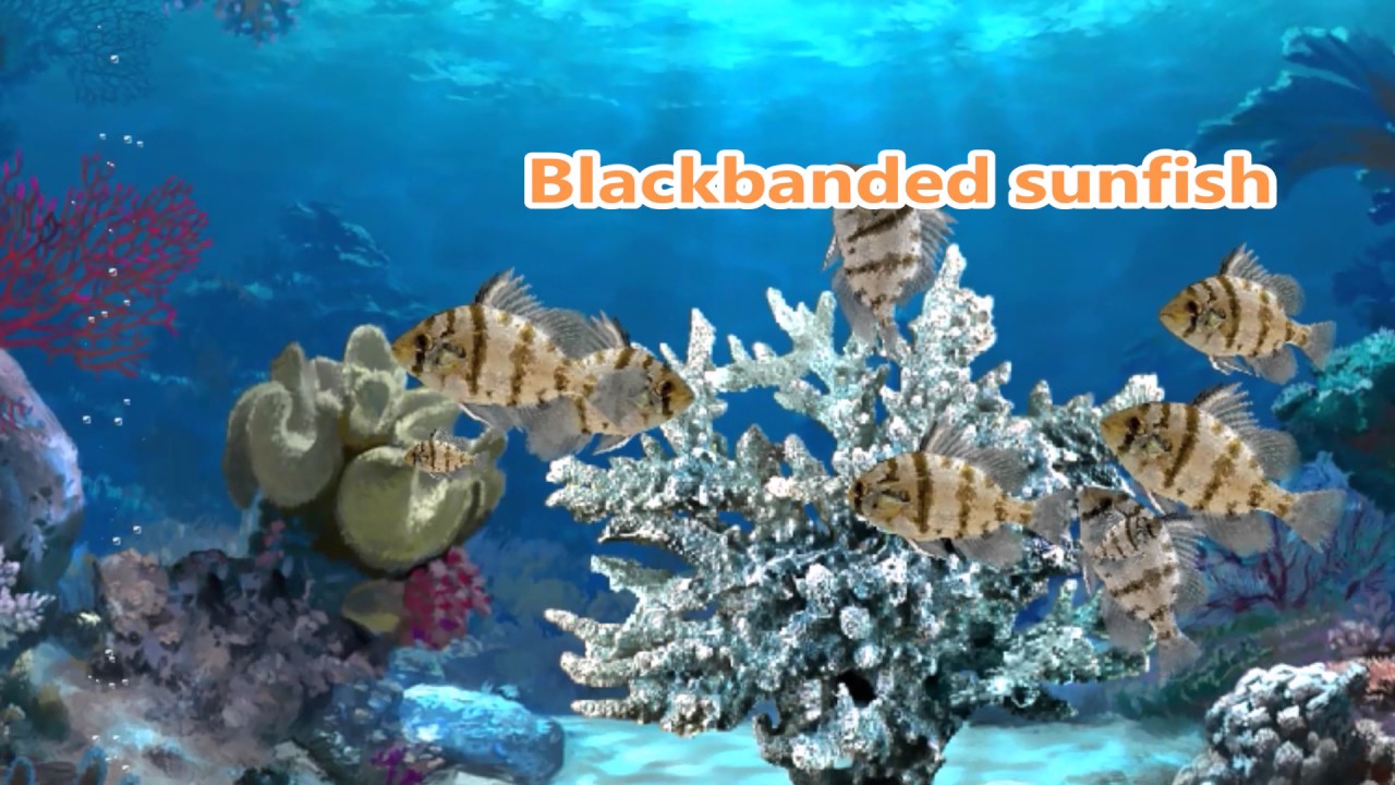 Blackbanded sunfish