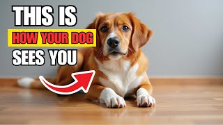 Your Dog Doesn’t Think You’re Human – The Shocking Truth! | The Daily Doggo