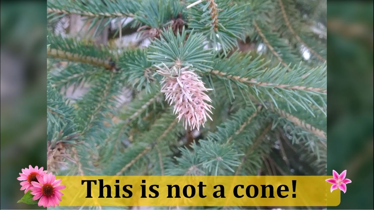 Cooley Spruce Gall Adelgid, Adelges cooleyi