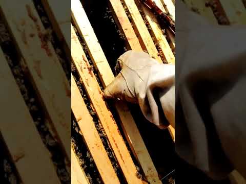 Beekeping-Pregled drustva za