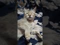 🐱