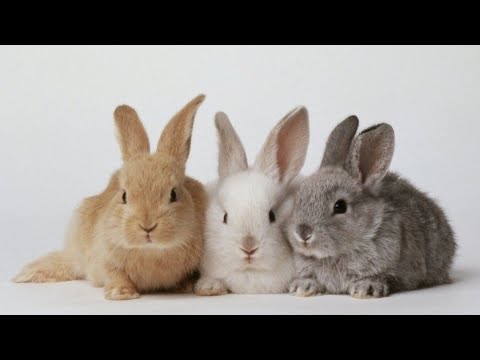 Rabbit 