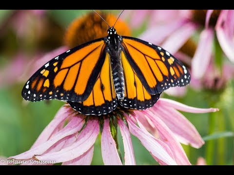 Vidéo: Plantes pour chenilles monarques - Comment attirer les papillons monarques