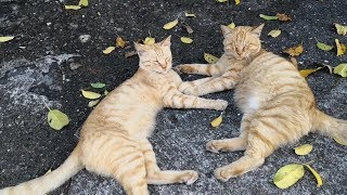 仲良しの茶トラ猫二人組