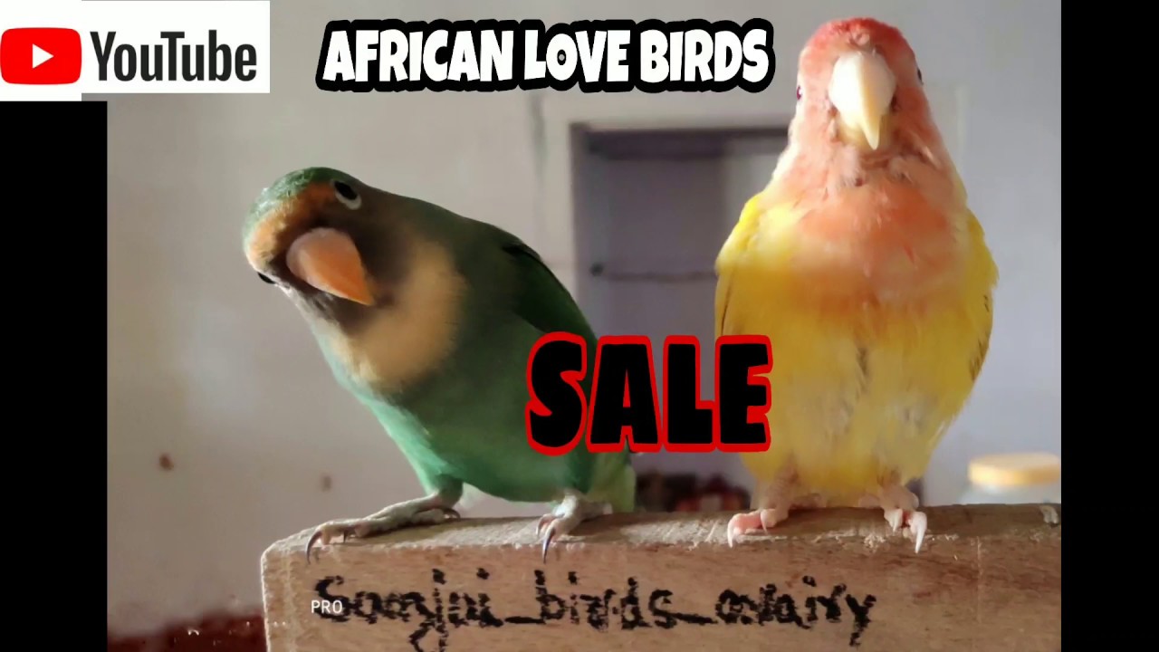African love birds for sale africanlovebirds YouTube