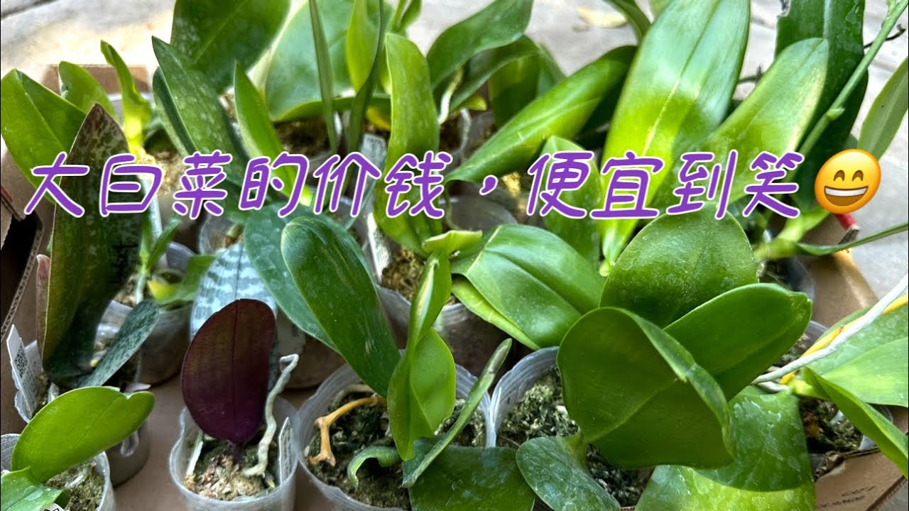 October 31, 2025价钱便宜到你不相信，兰桂坊团购的蝴蝶兰