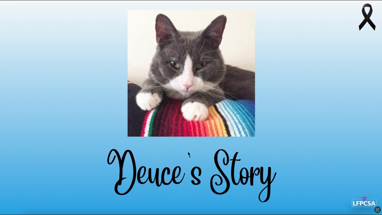 Solensia Experiences - Deuce's Story