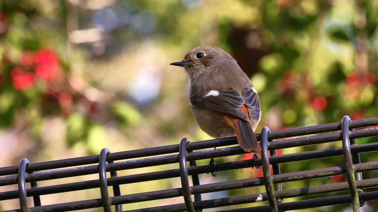 01 08 今季で2年目の法道寺のジョビ子ちゃん