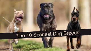 Unveiling the Top 10 Scariest Dog Breeds of 2024!  Explore 2024's top 10 scariest dog breeds
