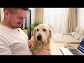 Cutest golden retriever demands attention from dad