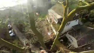 Beech Tree dismantle