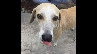 Firuláis, el perrito que va todos los días a la escuela secundaria