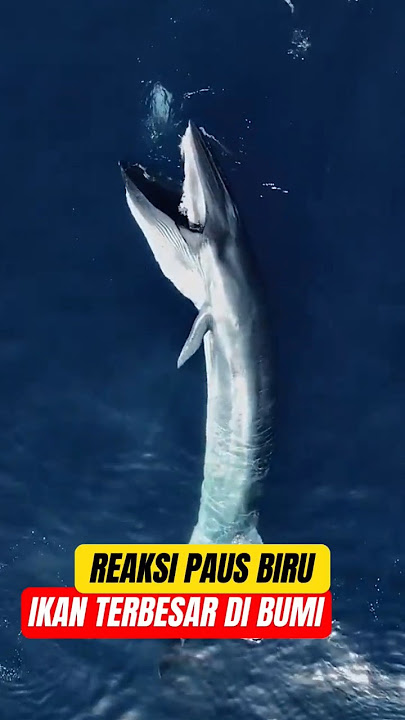 paus biru adalah ikan terbesar di bumi #shortvideo #whale