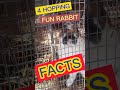 4 Facts about Rabbits: that will make you hopping for more, 4 Fun Facts