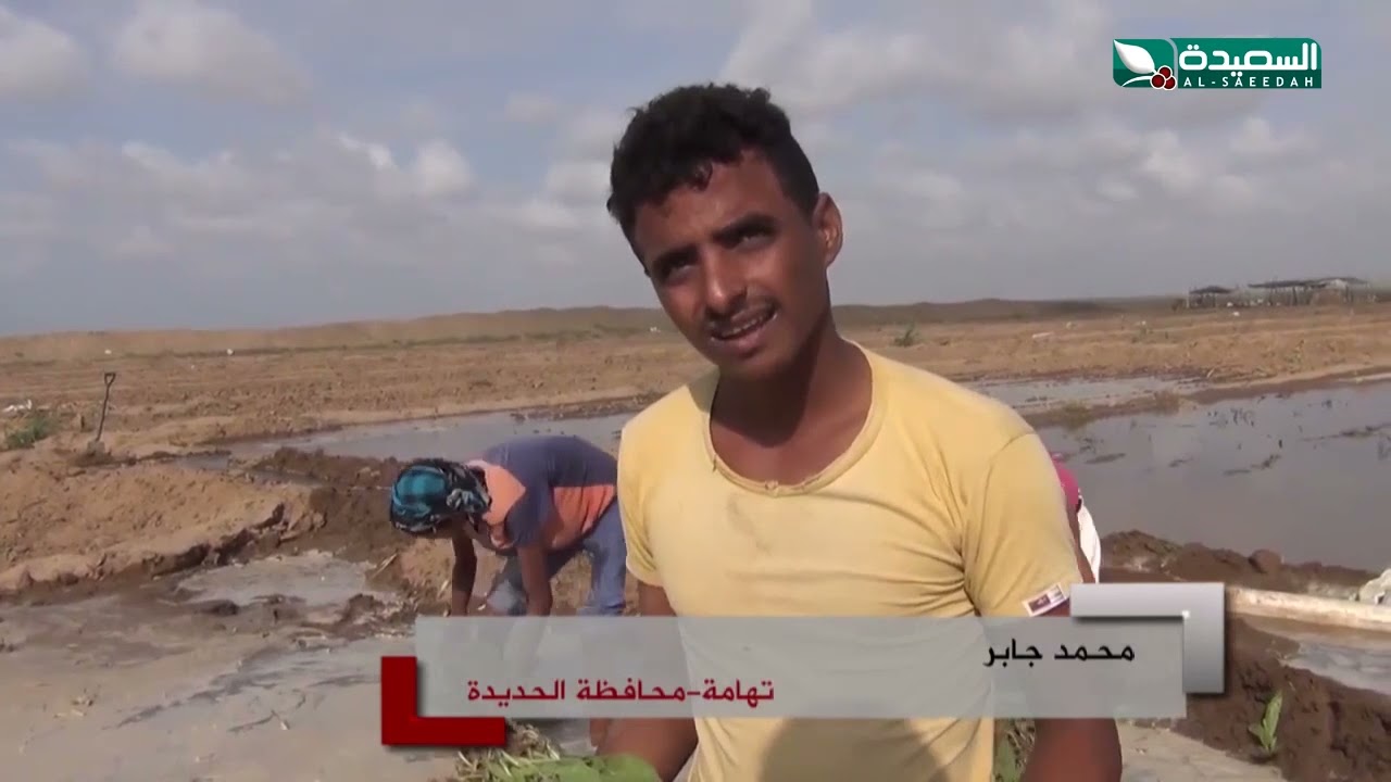 زراعة التمباك احد اهم الزراعات ينتظرها المزارعون في تهامة