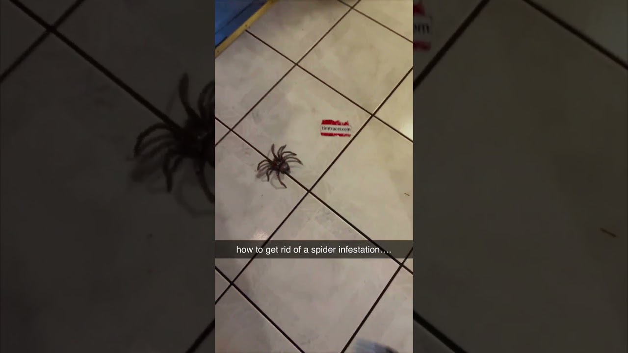 как избавиться от нашествия пауков... 