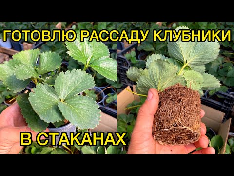 Укоренение усов клубники в стаканах. Август.