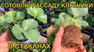 Укоренение усов клубники в стаканах. Август.