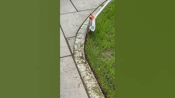 Edging like a boss #lawncare #grass #gardening #lawn #edging