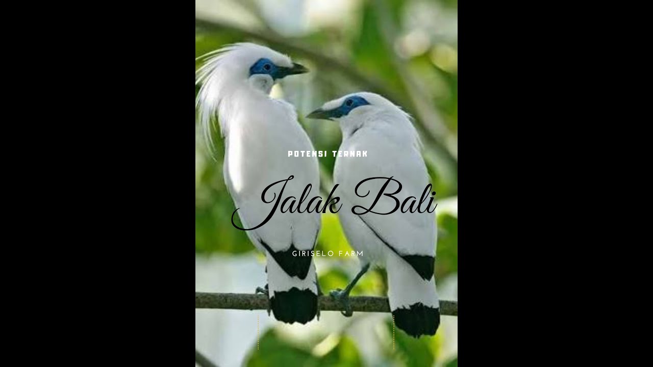 belajar bisnis ternak jalak bali, pakan sampe sangkar 