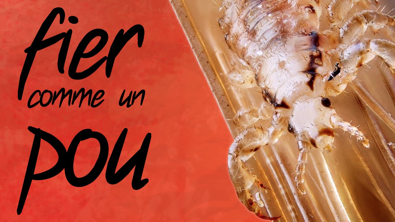 Fier Comme Un Pou Paye Ton Expression 4 Youtube