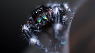 Nowe Skakuny Z Florydy Phidippus Regius