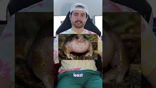 Weirdest Frogs In Nature