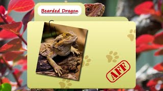 Bearded Dragon facts less ferocious than they look  - Fact Files حقائق علمية عن الزواحف والبرمائيات Bearded Dragon Facts Less Ferocious Than They Look Animal Fact Files