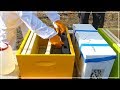 Helping a new beekeeper install nuc hive
