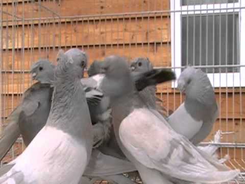 tumblers pigeons uzbekistan uzbekistanski  prevrtac uzbek FunnyDog.TV pigeons