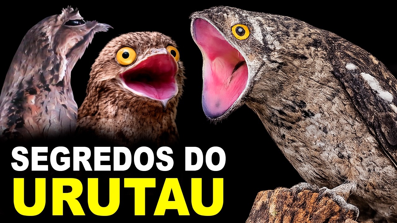 URUTAU no Ninho com Filhote — Imagens RARAS (Mãe-da-Lua) e CANTO DO URUTAU