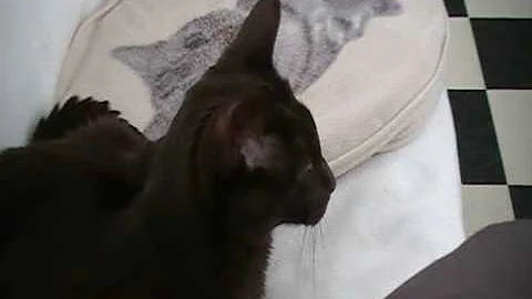 Video 11027021: havana brown cat