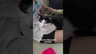 How do cats know when you're not feeling well? audio: animalkingdomlove #cats #catsofyoutube
