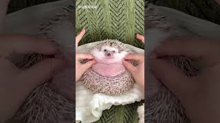 Pippi Im Not Worldwearied My Moms Cutest Debut Plan Unveiled