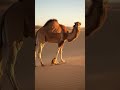 Wild Arena | Camel vs Lion – Ultimate Desert Showdown (8K Ultra Realistic)