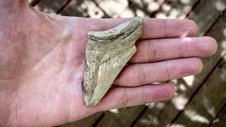 ABSOLUTE SHAMER | Shark Tooth Fossil Hunting by HoppeHunting 732 views 2 years ago 5 minutes, 34 seconds