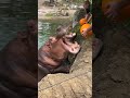 Hippo eating pumpkin in pond