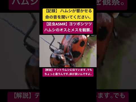 【昆虫ASMR】ヨツボシツツハムシのオスとメスを観察。 #music #musician #insects #4k #nature #ladybug #特有種 #昆虫図鑑 #昆虫撮影 #昆虫観察