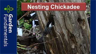 Nesting Chickadee in an Old Stump