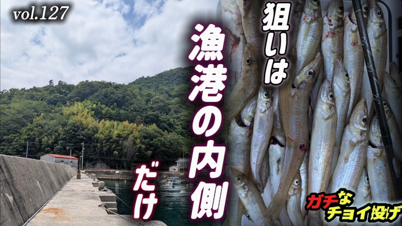 vol.127 【ガチなチョイ投げ】狙いは漁港の内側だけ【キス爆釣】#ガチなチョイ投げ #チョイ投げ #キス釣り#シロギス