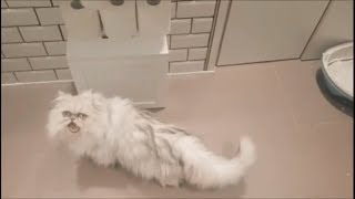 You are fucking ruining the walls | Ugly Cat | Part 3