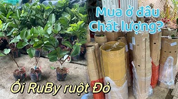 Cung cấp cây giống ỔI RUBY RUỘT ĐỎ - Giao hàng online toàn quốc