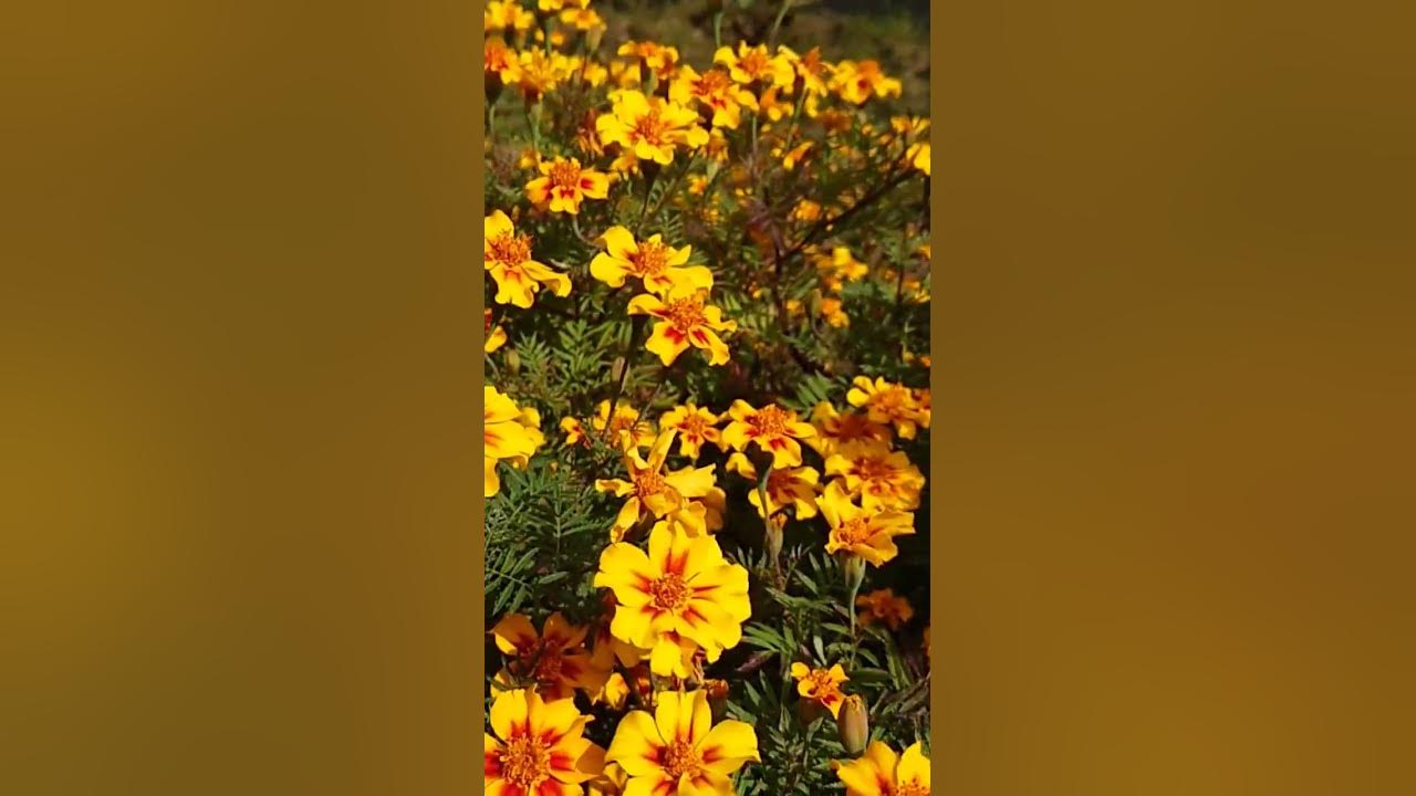 How Long Until Warm Autumn YouTube how-long-until-warm-autumn-youtube