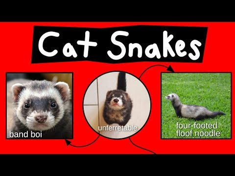 cat-snakes,-noodle-bears,-&-bandit-bois---internet-names-for-ferrets