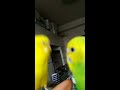 セキセイインコのヘッドバンギング (head-banging)