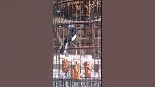 Kacer RB'raja begal Indramayu..
